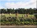 Horses at Oliverburn