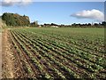 Newly-planted crops