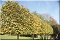 View of a row of trees in Holland Park