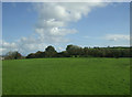 Grazing near Weighbridge House