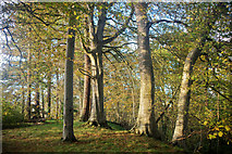 NH7967 : Beech trees in the grounds of Cromarty House by Julian Paren