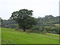 Lone oak tree in a field at Vineyards Farm