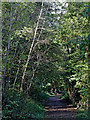 Track alongside the railway line near Highley, Shropshire