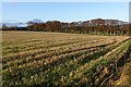 Field at Harlaw