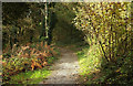 SX9150 : Path, Coleton Fishacre by Derek Harper