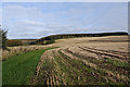 Fields near Wardhead