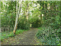 Footpath through Elm Grove woods