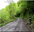 15 mph speed limit on a road through Giedd Forest, Cwmgiedd, Powys