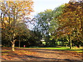 Autumn trees, Widmerpool