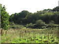 Scrubby field east of Farm Road