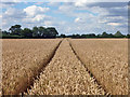 TL6909 : Tractor tracks in wheat by Robin Webster