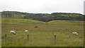 Sheep on pasture