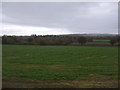 Crop field near Manor Farm