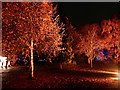 Illuminated trees in the Botanical Gardens