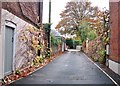 Autumn colours along Milverton Road