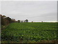 Field of sugar beet neat Crowland Farm