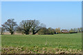 Trees along Felsted Road