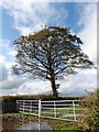 SS7621 : Isolated beech tree, west of Quince Cross by Roger Cornfoot