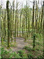 Track down the hillside from the cycle trail car park, Brechfa