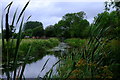 View through the bullrushes