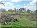 Land near Carvers Farm