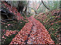 Autumnal bridleway