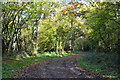 Woodland track near Middleton Park Farm