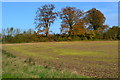 Trees and hedgerow beside the B3400