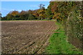 Sunny field edge north of Fox Cottages