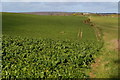 Crop field below Harewood Peak House