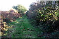 Green lane above St Dogmael