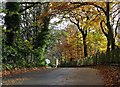 Brincliffe Edge Road in Autumn