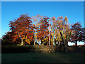 Autumnal trees alongside Congleton Road