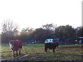 Horse and pony in a field opposite Malkins Bank Farm