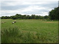 Sheep grazing near the River Thames