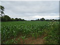 Maize crop, The Pry