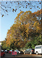 Autumn colour, Sunbury Hill, Torquay