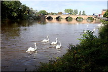 SO8454 : Swans at Worcester by Nigel Mykura