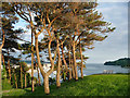 Scots pines, Mount Wise Park, Plymouth