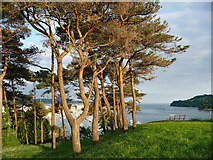 SX4554 : Scots pines, Mount Wise Park, Plymouth by Stephen Richards