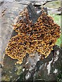 Fungi on the end-grain of a fallen tree-trunk