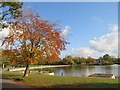 Autumn in Burgess Park