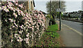 Clematis, Barton Hill Road, Torquay