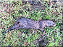 TL3974 : Dead otter near Earith - The Ouse Washes by Richard Humphrey
