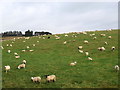 Sheep grazing