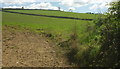 Hillside above Portford Cross #1