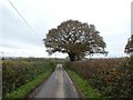 Minor road west of Cannonwalls Farm