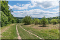 Thorncroft Elderflower Orchard