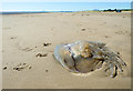 SH5436 : Large Jellyfish near Morfa Bychan by Jeff Buck
