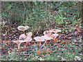 Mushrooms on the edge of South Wood, Malvern